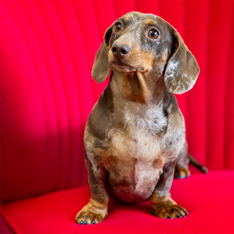 Pebbles the Dachshund sitting in a red chair